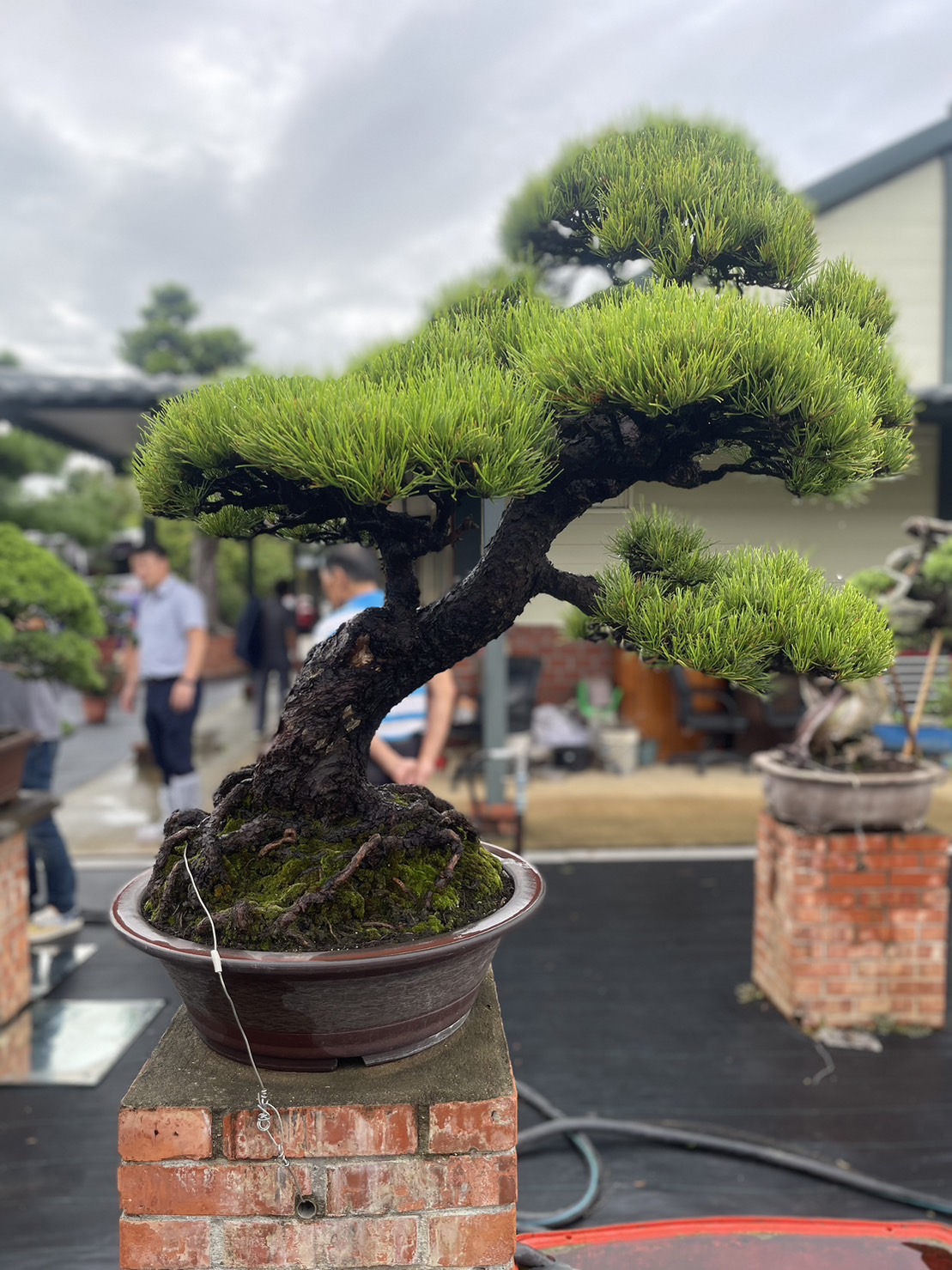 臺灣盆栽園區多元化的盆栽園藝之美,讓韓方留下深刻印象 0
