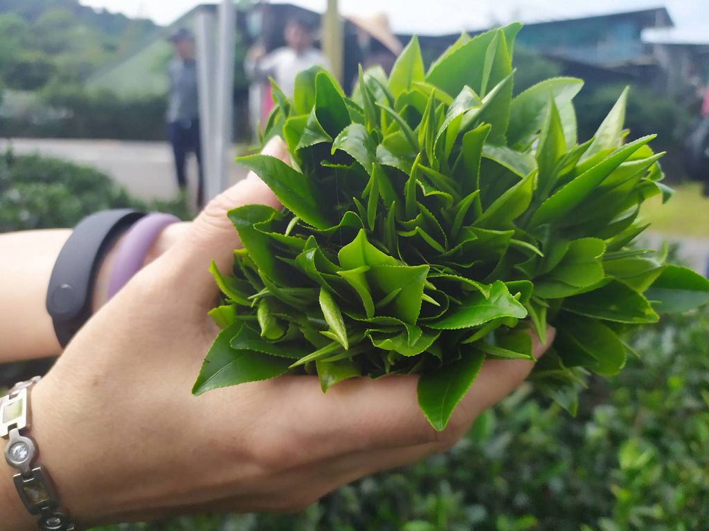 農事體驗－種茶
