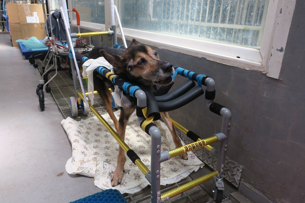 長照輔助訓練犬隻